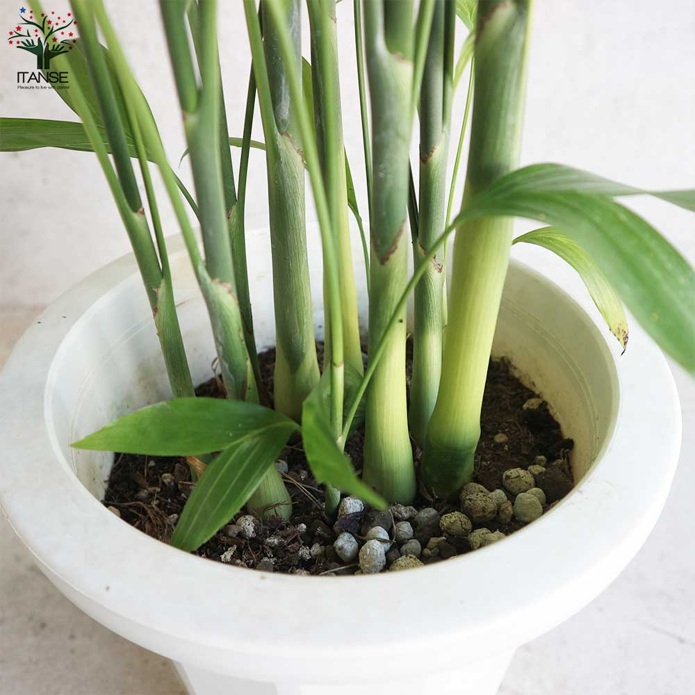 高性チャメドレア (ミクロスパディクス) 【観葉植物 8号鉢／1個売り