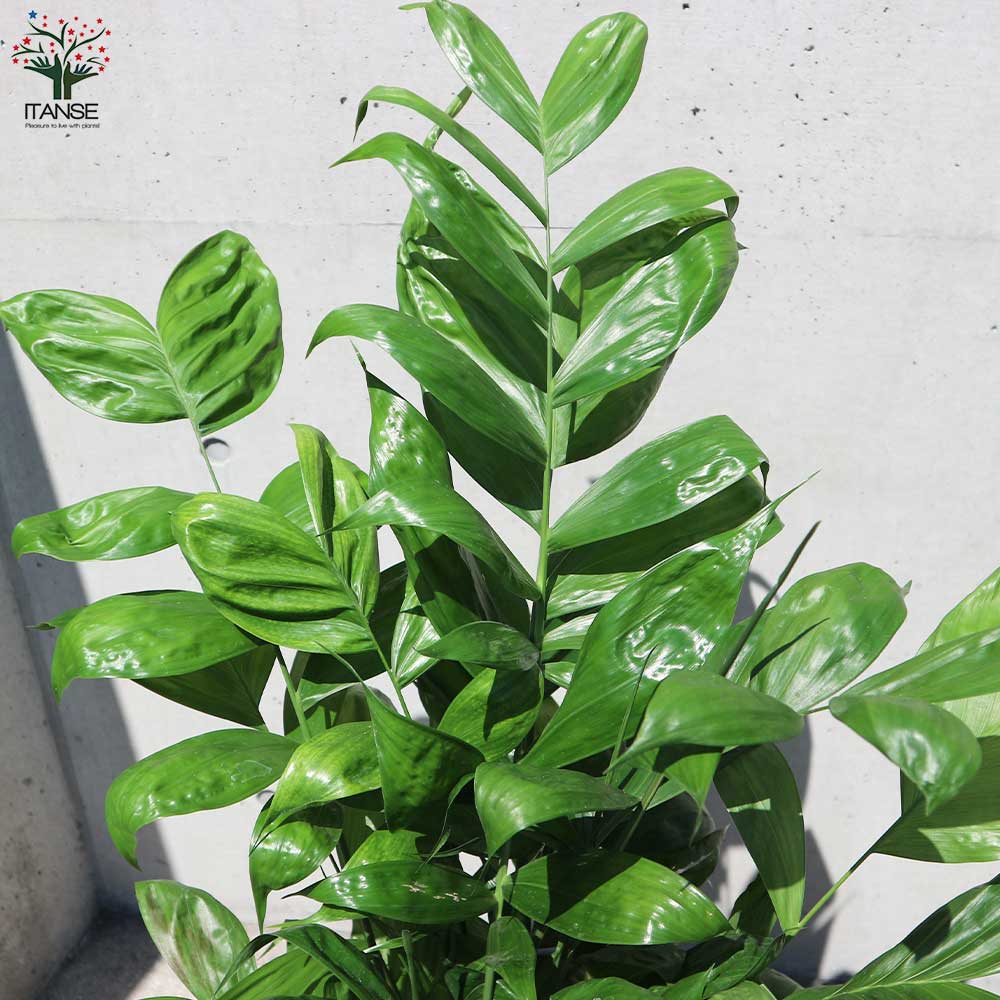 高性チャメドレア (ミクロスパディクス) 【観葉植物 8号鉢／1個売り