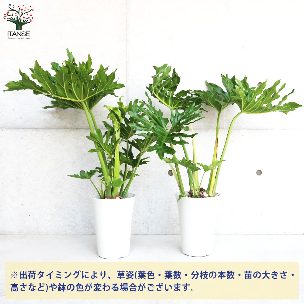 フィロデンドロン セローム【観葉植物 7号鉢／1個売り】｜ 【植物の