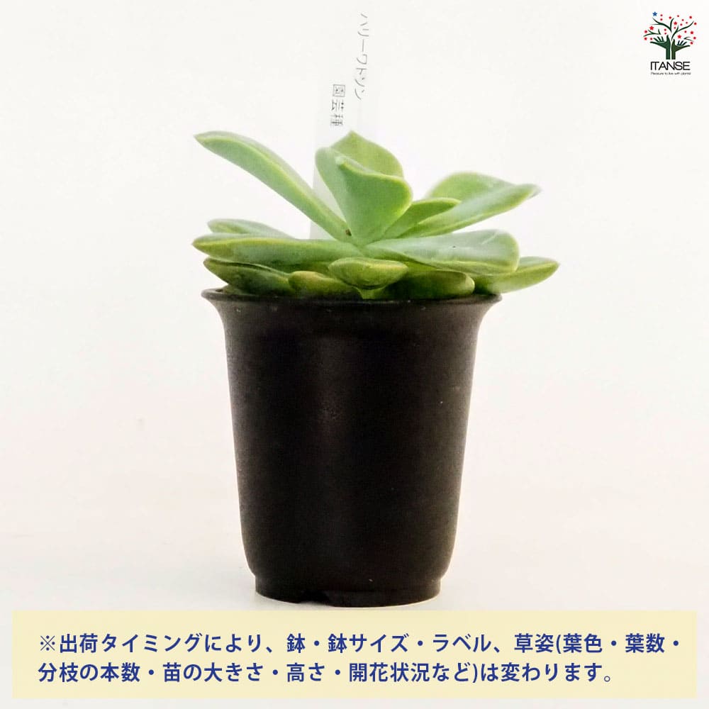 グラプトベリア ハリーワトソン 【多肉植物 2.5号／1個売り】｜ 【植物