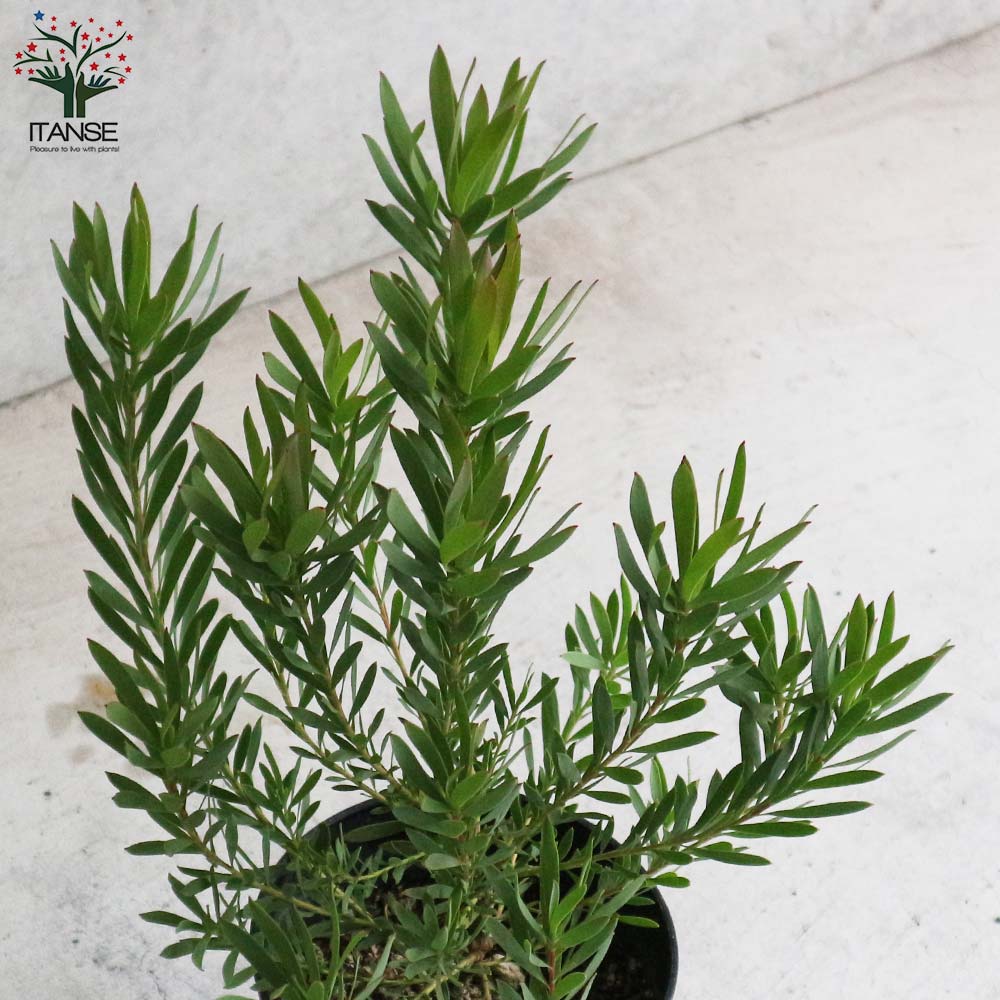 リューカデンドロン・イエローデビル 【庭木 5号鉢 花木苗／1個売り