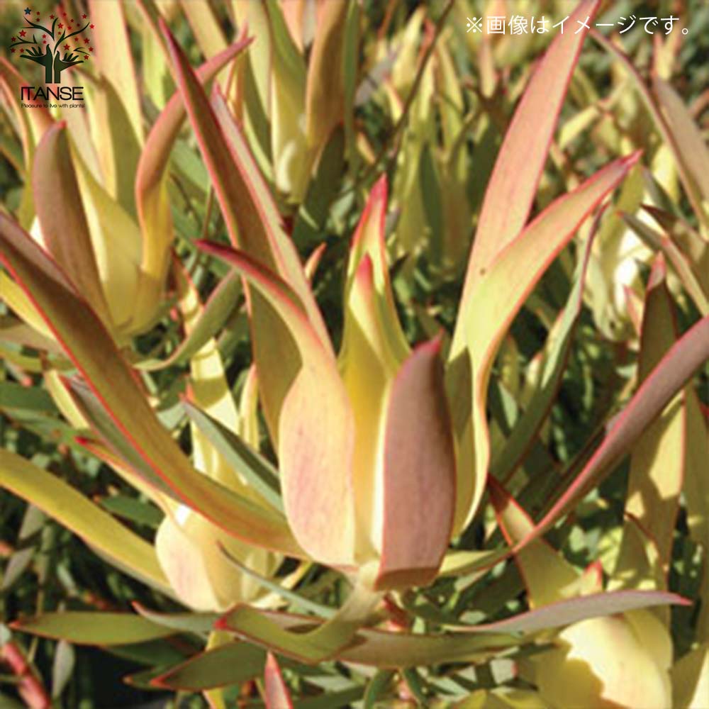 リューカデンドロン・イエローデビル 【庭木 5号鉢 花木苗／1個売り