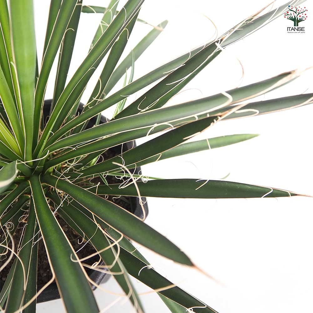 ユッカ フィリフェラ 【観葉植物 8号／1個売り】｜ 【植物の