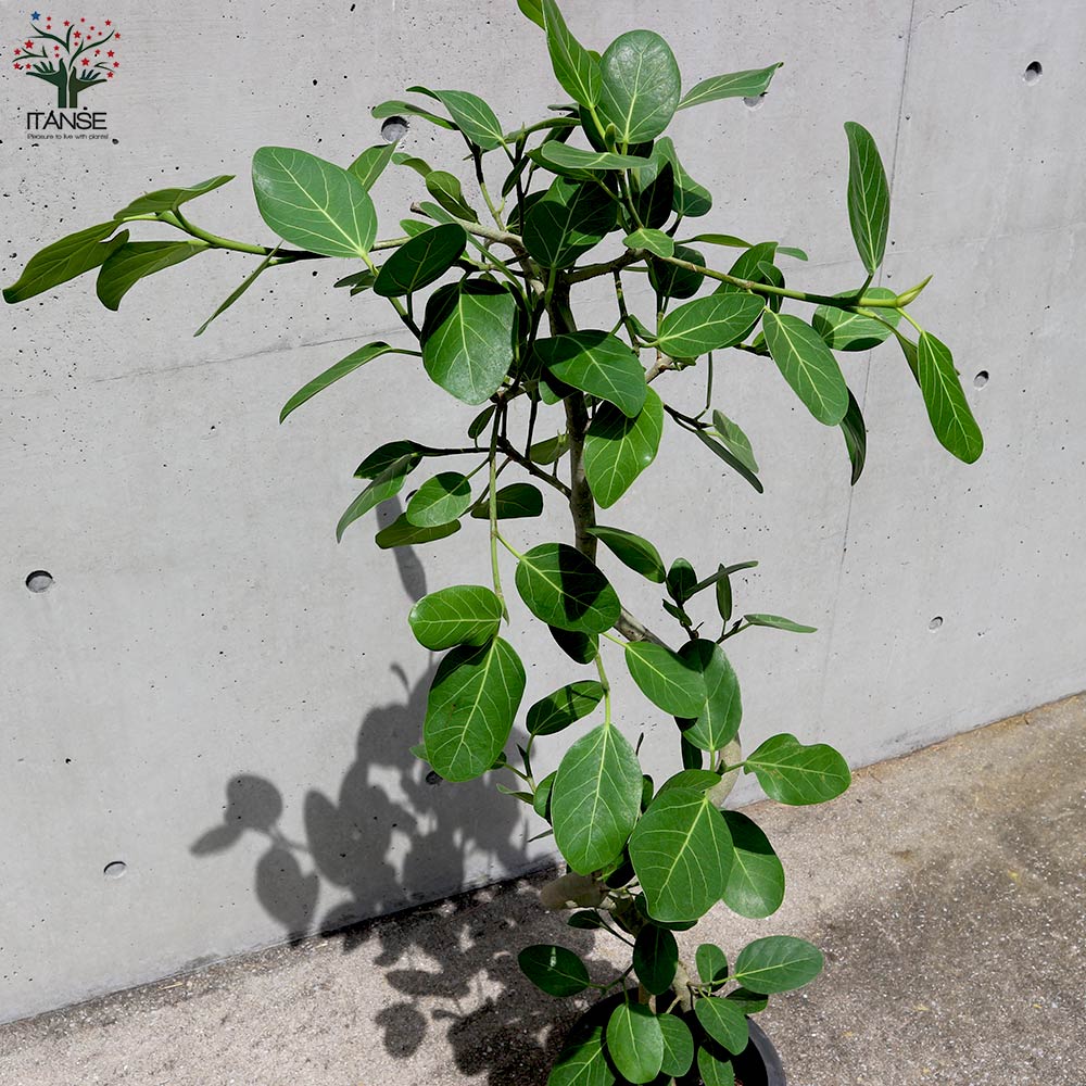 現品 フィカス ゴムの木 ベンガレンシス 53番 曲がり インテリア 観葉