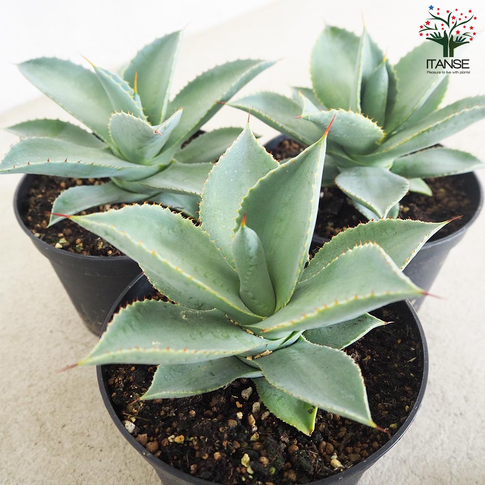 アガベ ピグマエア ドラゴントゥース【多肉植物 5号鉢／1個売り