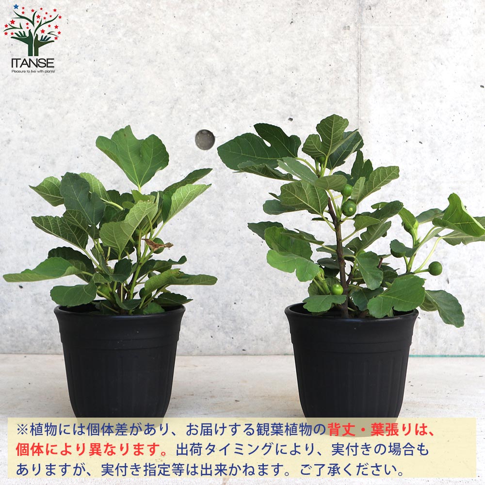 一才イチジク 【果樹の苗木 5号鉢／1個売り】｜ 【植物のITANSE