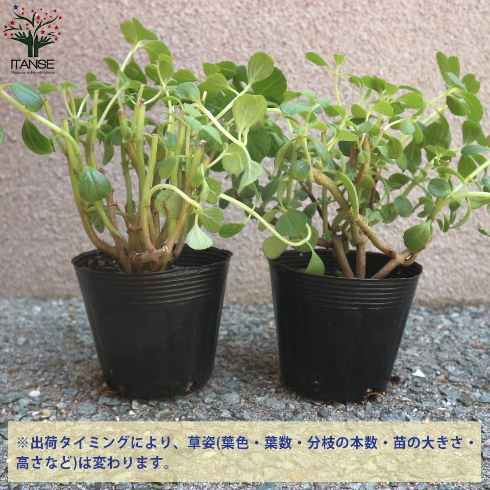 マンジェリコンの苗 マンジェリコン(ポルトジンユ)ボルトジンユ