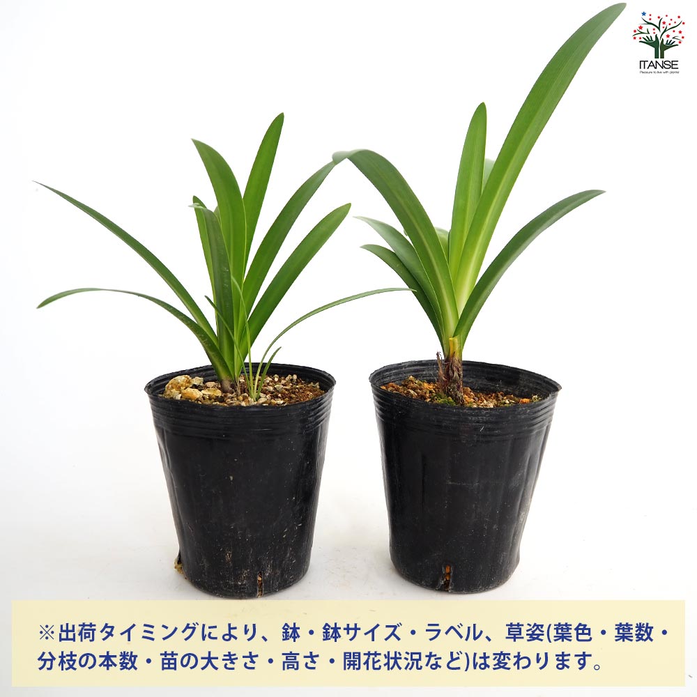 アガパンサス ファイアーワークス 【花苗 4号／1個売り】｜ 【植物の
