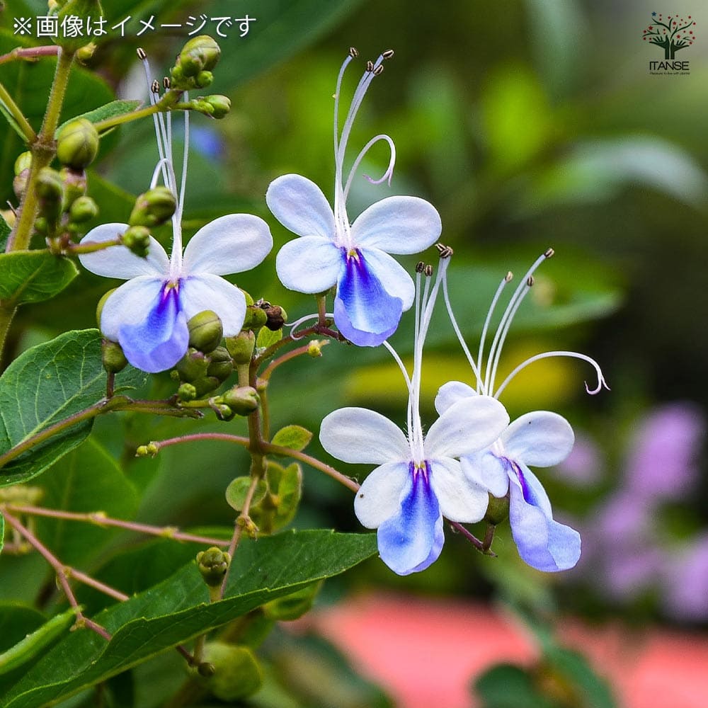 クレロデンドルム ブルーウィング 2個～【花木苗 3.5号ポット