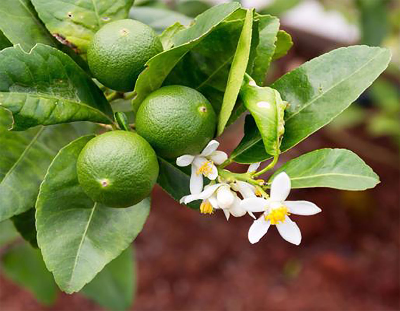 大実サイパンレモン」【果樹挿し木苗9cmポット／2個セット】｜ 【植物