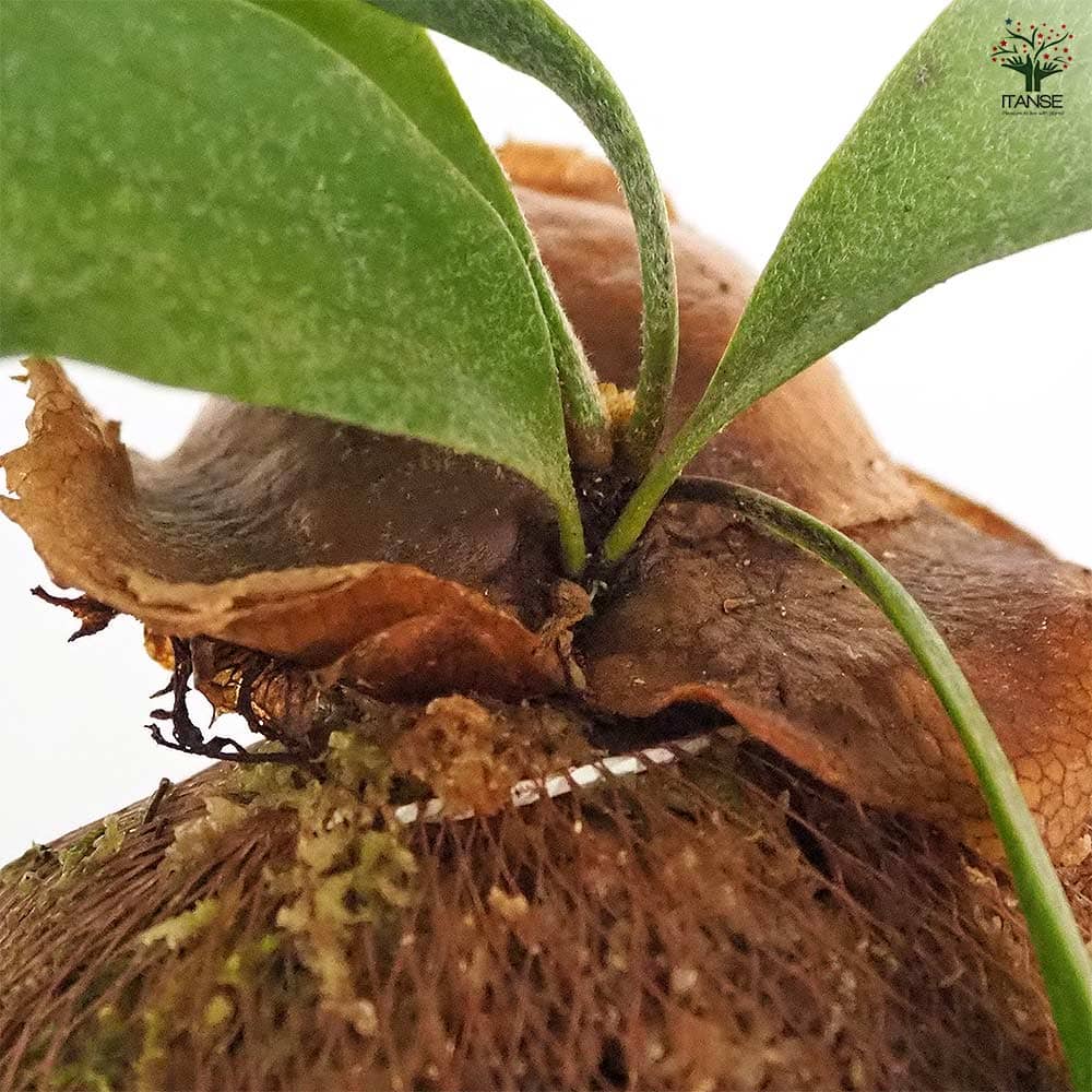 ビカクシダ(コウモリラン) アルシコルネ板付き 【観葉植物 なし