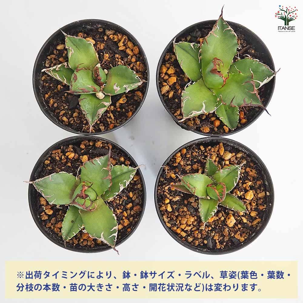 アガベ シーザー 【観葉植物 3号】｜ 【植物のITANSE】全品送料