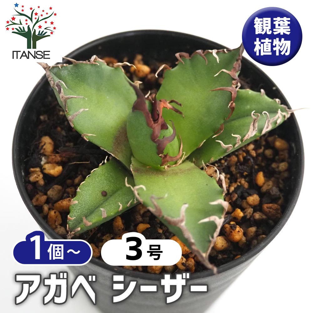 アガベ シーザー 【観葉植物 3号】｜ 【植物のITANSE】全品送料