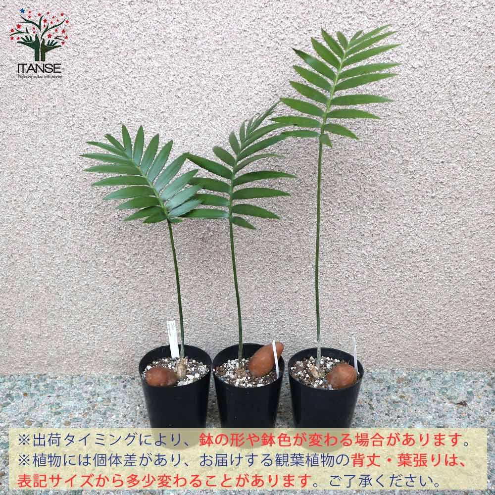 ソテツ・ディオーン・スピヌロスム 観葉植物【観葉植物 9cm鉢 実生苗
