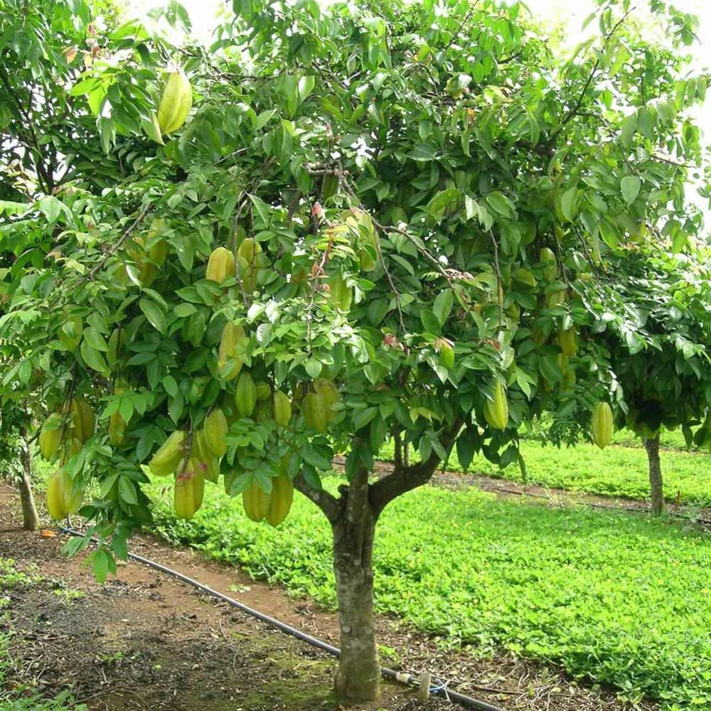 スターフルーツの苗木【果樹苗 1年生接木苗 21cmポット／1個