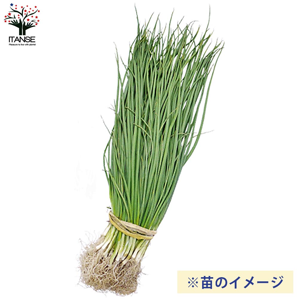 玉ねぎ抜き苗 品種：ネオ・アース(中晩生) 【野菜の苗 約50本／束