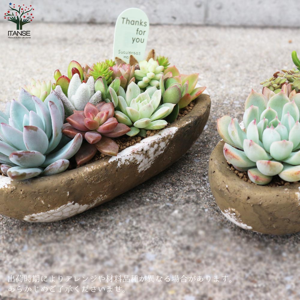 多肉植物 寄せ植え アズカーワイド(どこにでも置きやすいサイズの楕円