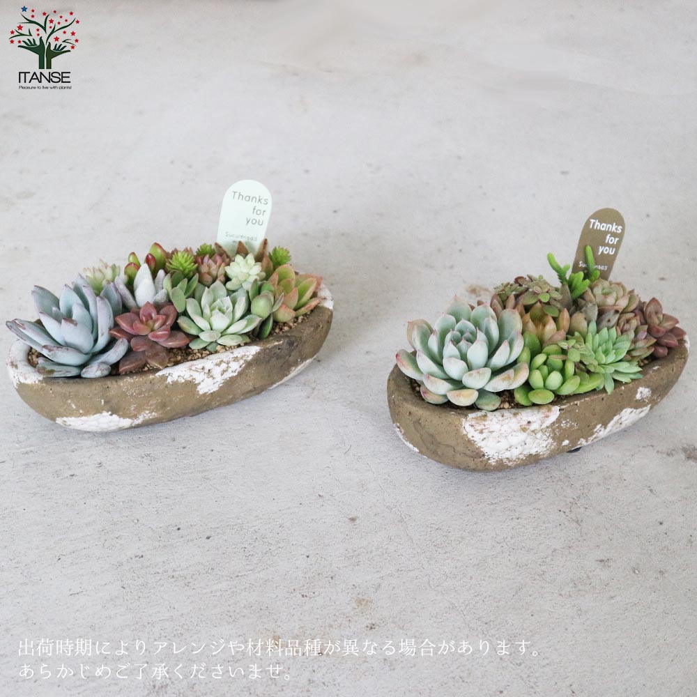 多肉植物 寄せ植え アズカーワイド(どこにでも置きやすいサイズの楕円