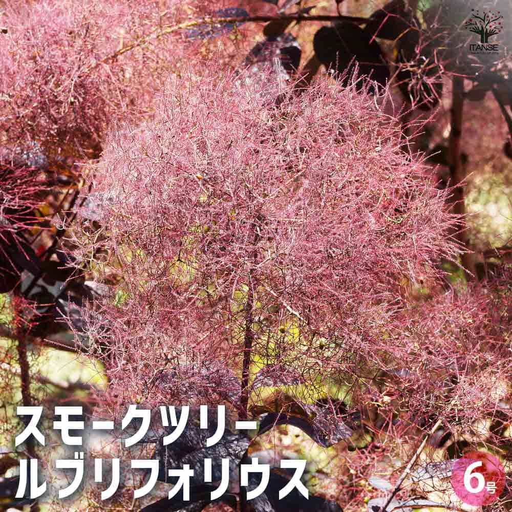 スモークツリー ルブリフォリウス 【花木苗 6号／1個売り】｜ 【植物の