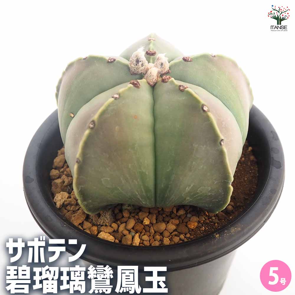 サボテン 碧瑠璃鸞鳳玉 【多肉植物 5号／1個売り】｜ 【植物の