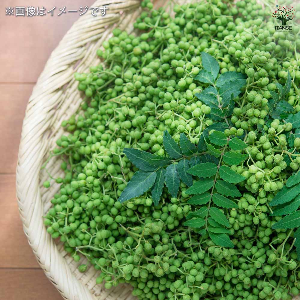 山椒の苗木 朝倉山椒 【果樹の苗 3.5号】｜ 【植物のITANSE