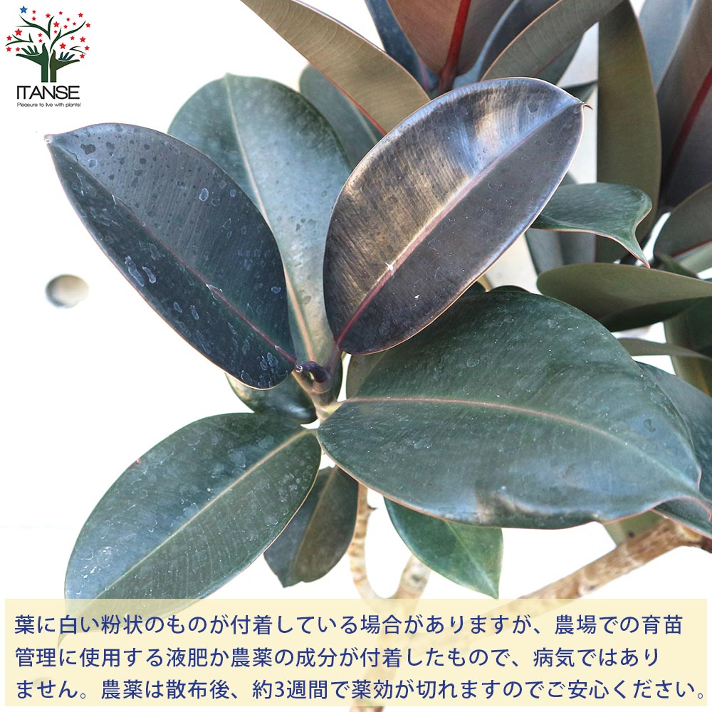 フィカス・バーガンディー【観葉植物 8号 ストレート仕立／1個売り