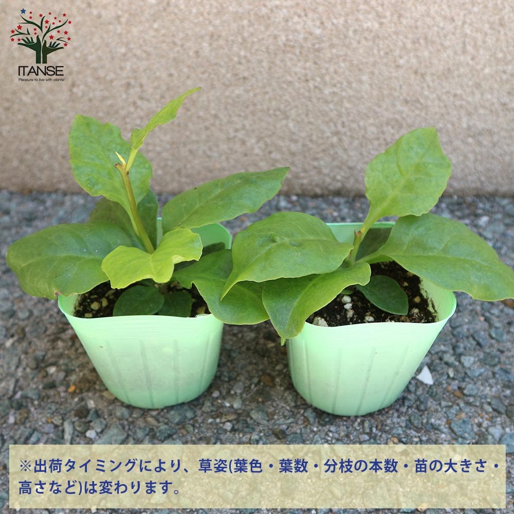 オカワカメの苗 長生百薬2個～【野菜の苗 9cmポット】｜ 【植物の