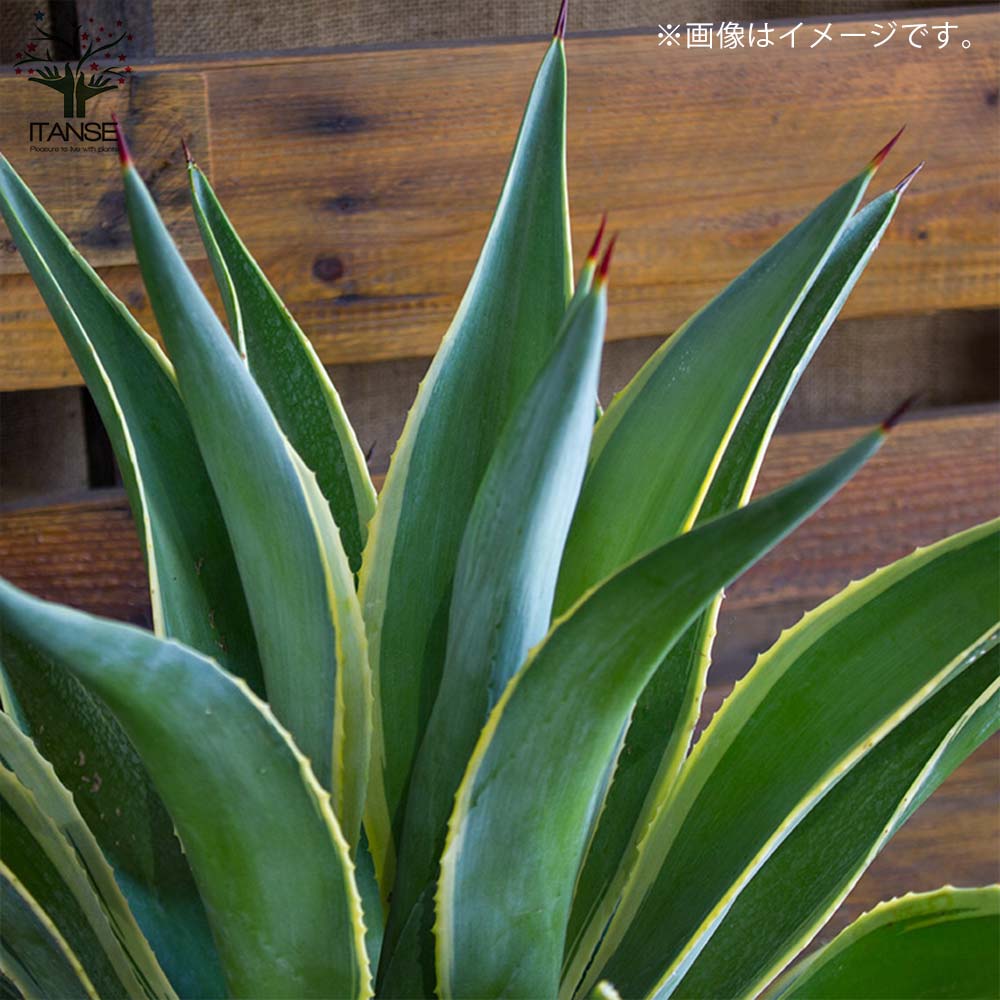 アガベ・ベネズエラ バリエガータ ドライガーデン向き植物【多肉植物 6