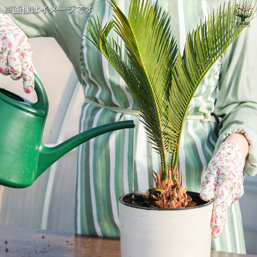 ソテツ 【観葉植物 2号】｜ 【植物のITANSE】全品送料無料・即出荷!