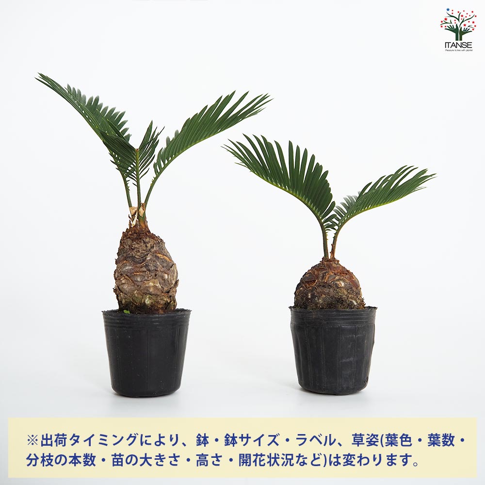 ソテツ 【観葉植物 2号】｜ 【植物のITANSE】全品送料無料・即出荷!