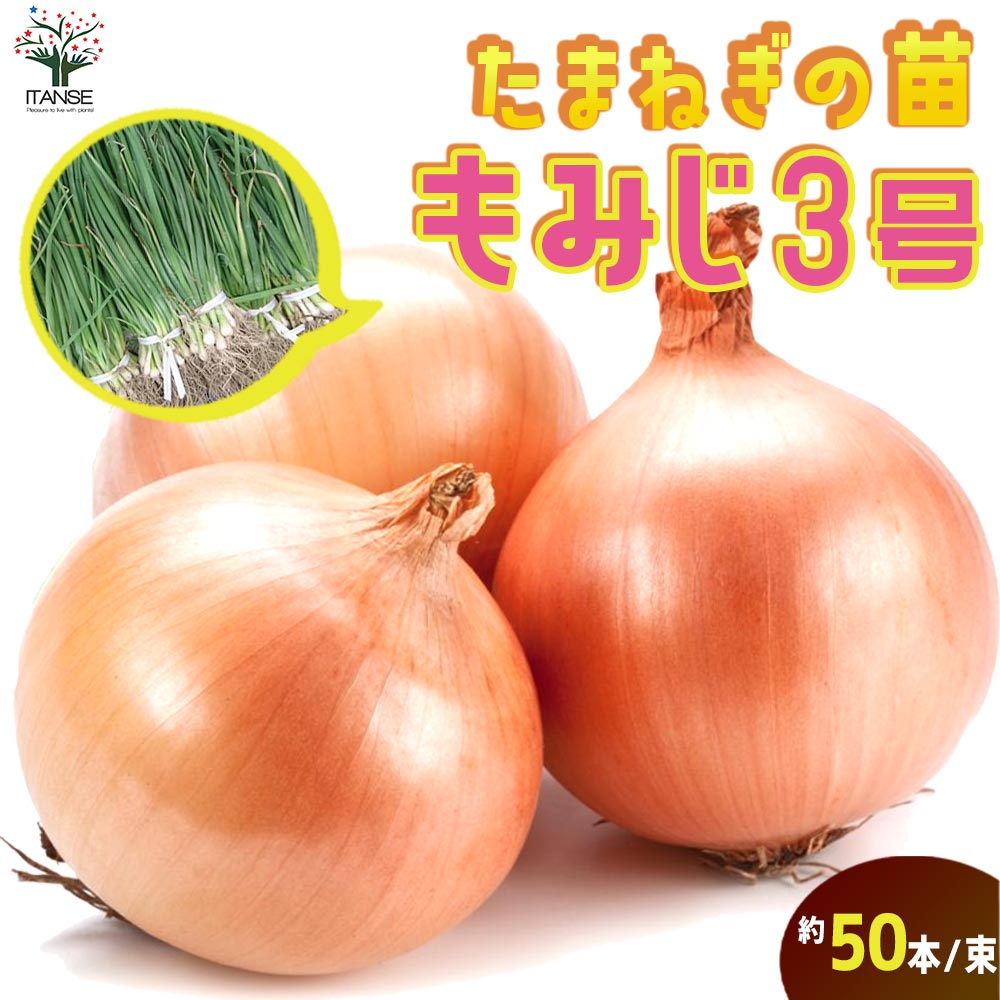 玉ねぎ抜き苗 品種：もみじ3号(晩生) 【野菜の苗 約50本／束