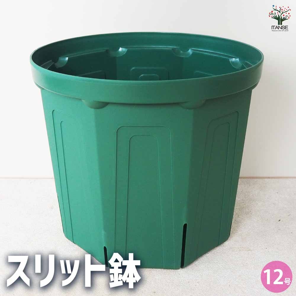 スリット鉢 【プラ鉢 12号】｜ 【植物のITANSE】全品送料無料