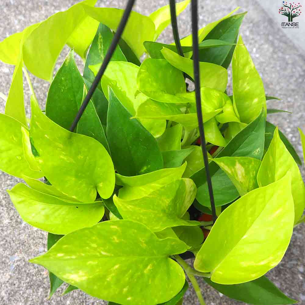 ポトス ライム 【観葉植物 吊鉢5号】｜ 【植物のITANSE】全品