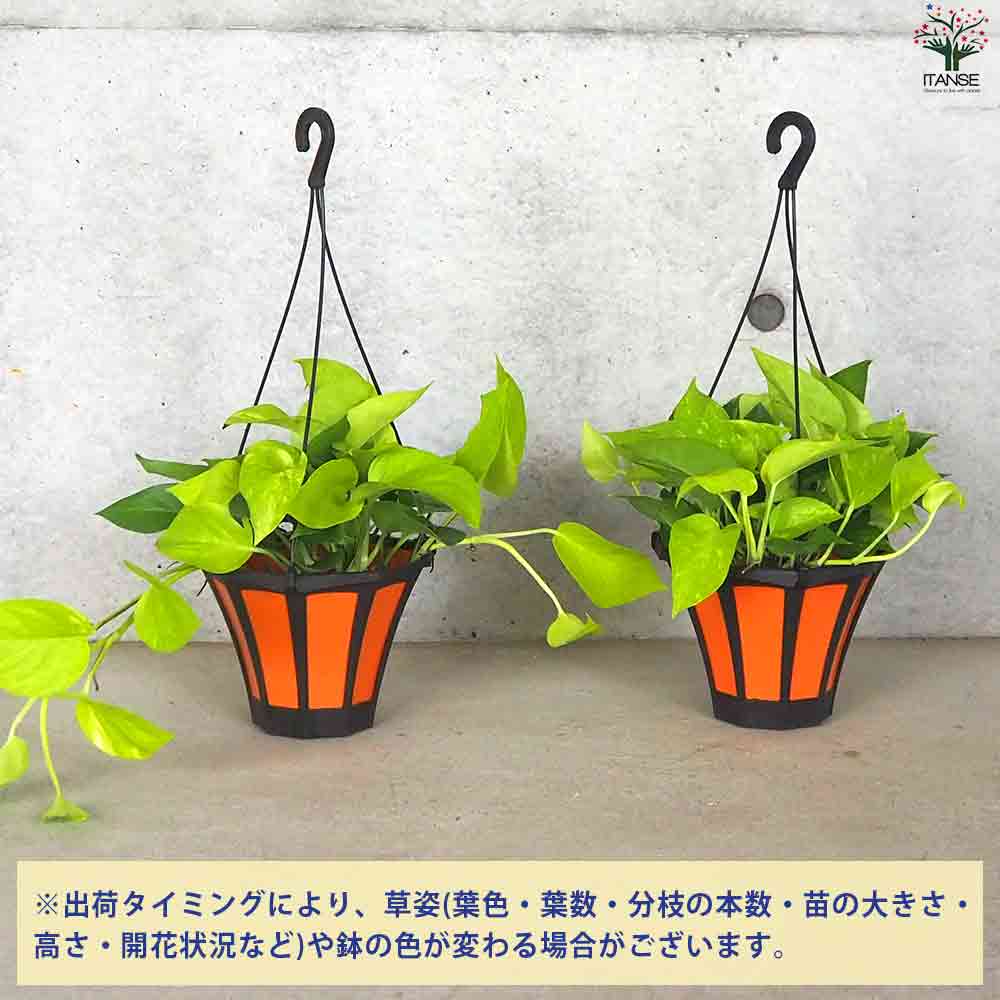 ポトス ライム 【観葉植物 吊鉢5号】｜ 【植物のITANSE】全品