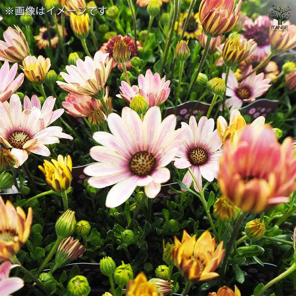オステオスペルマム ナラフラ 【花苗 3号】｜ 【植物のITANSE