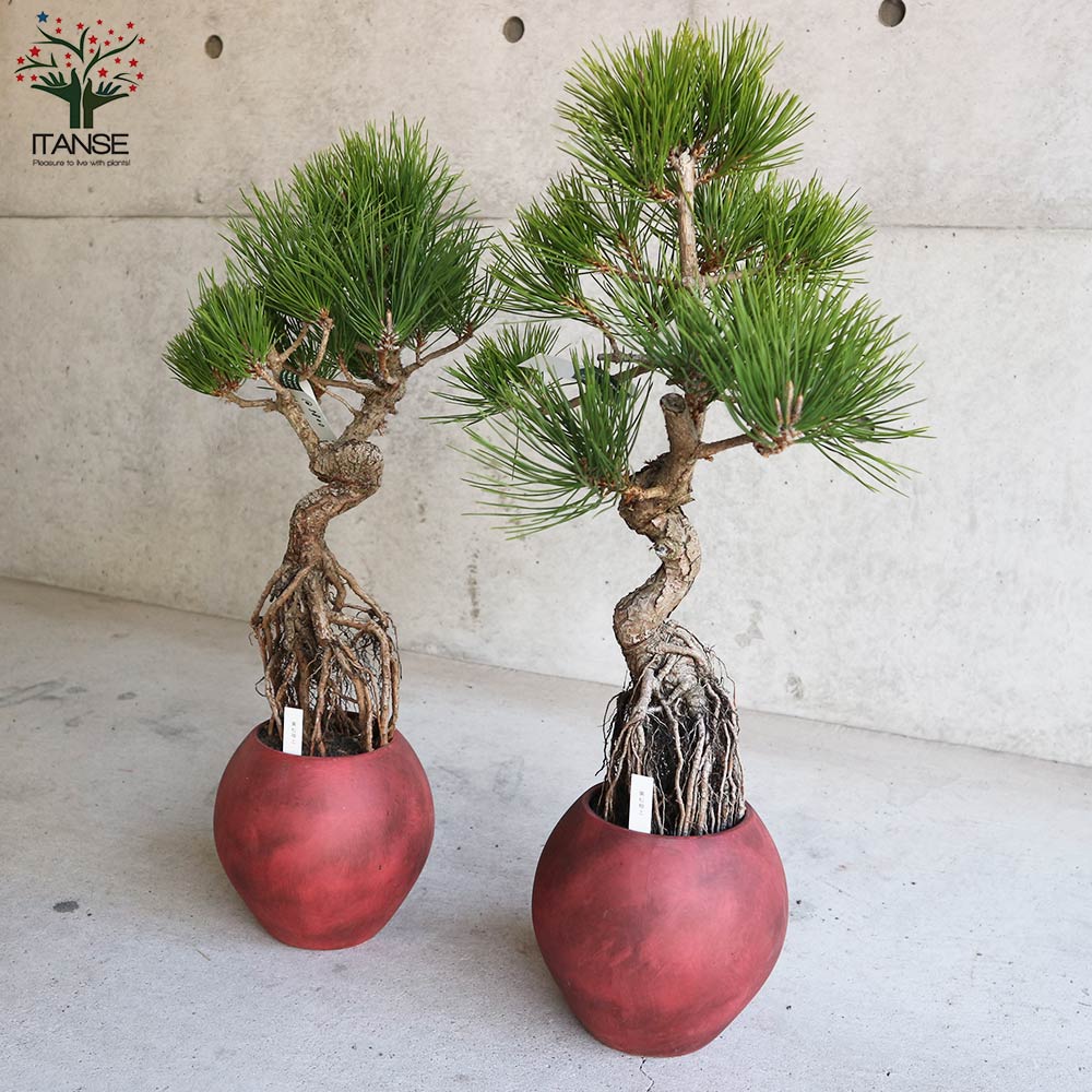 黒松 根上がり盆栽 【盆栽 5号デザイン陶器鉢／1個売り】｜ 【植物の