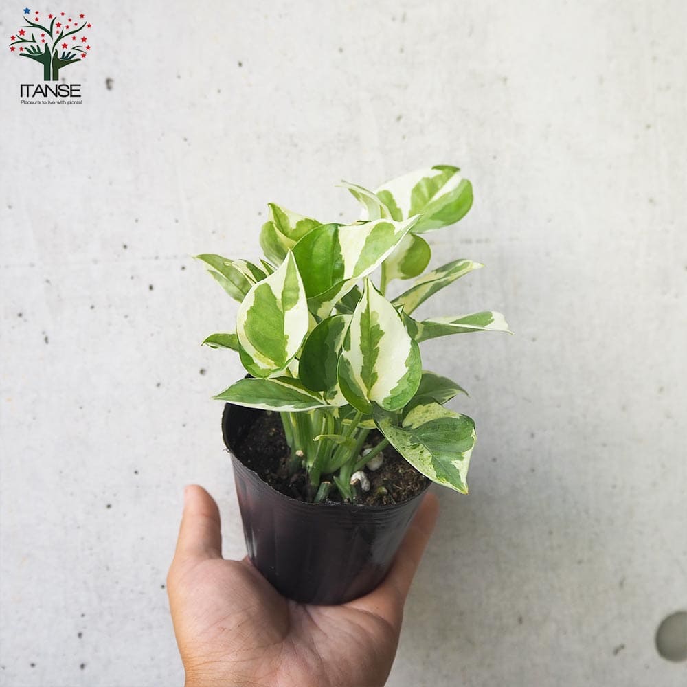 斑入りポトス 2品種【観葉植物 3号ポット】｜ 【植物のITANSE