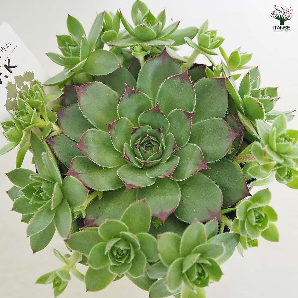 センペルビウム Mr.K 【多肉植物 4号／1個売り】｜ 【植物の