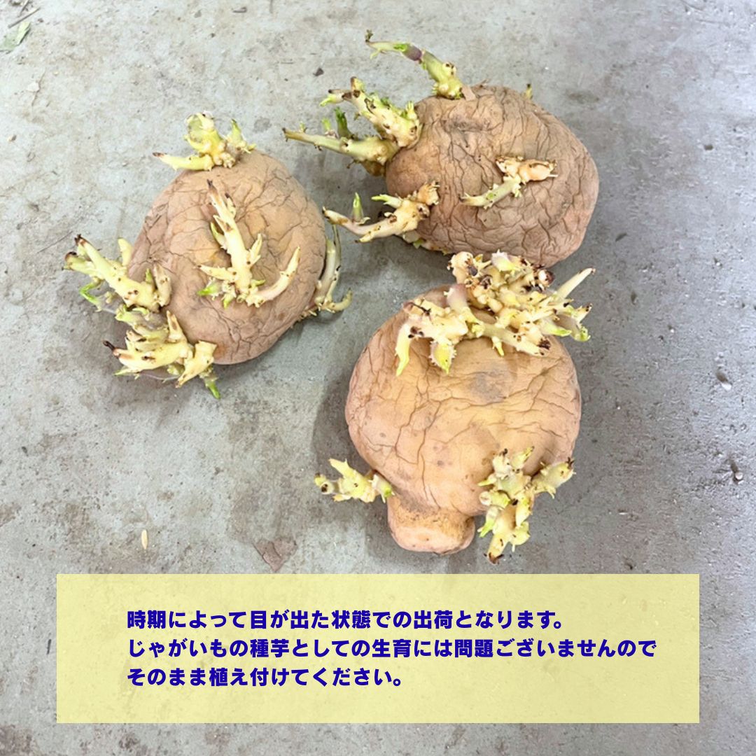 秋植えじゃがいもの種芋 品種：デジマ 【種芋】｜ 【植物の