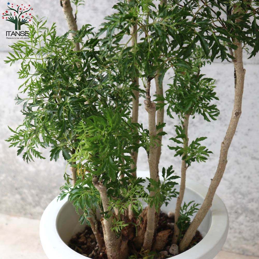 タイワンモミジ リビングやオフィス向きサイズ【観葉植物 6号鉢／1個