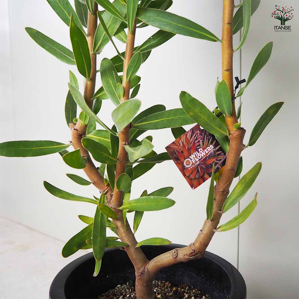 プロテア スペシャルピンクアイス 【花木苗 8号鉢／1個売り】｜ 【植物