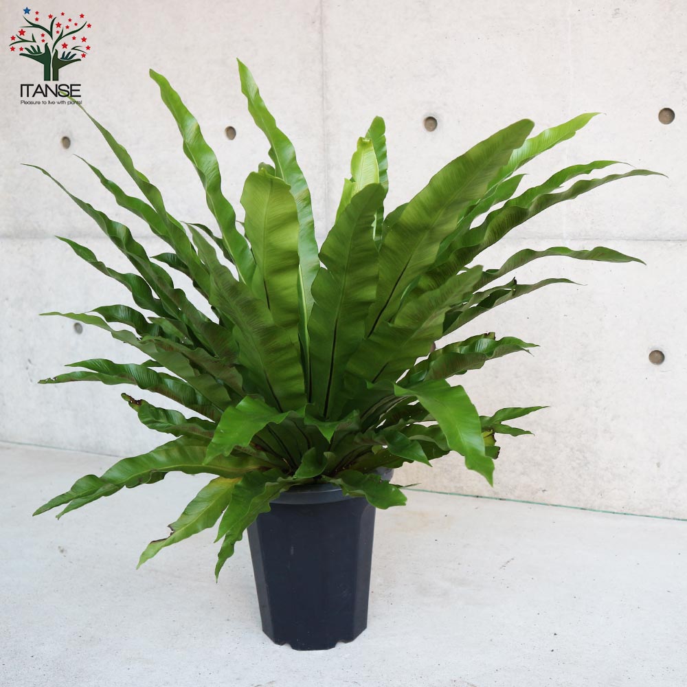 オオタニワタリ(大谷渡) 【観葉植物 8号鉢 リビングやオフィスに置き