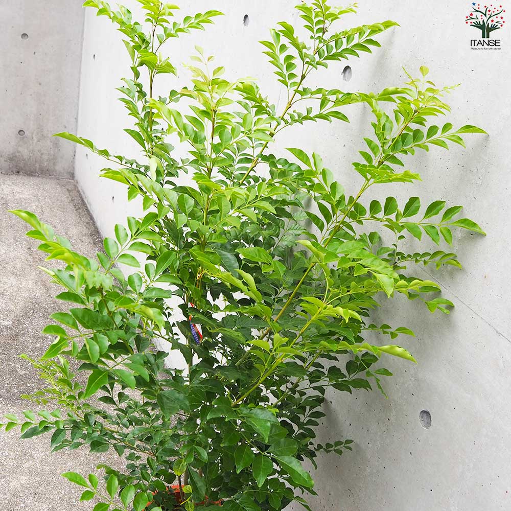 観葉植物 シマトネリコ 【観葉植物 8号鉢／1個売り】｜ 【植物の