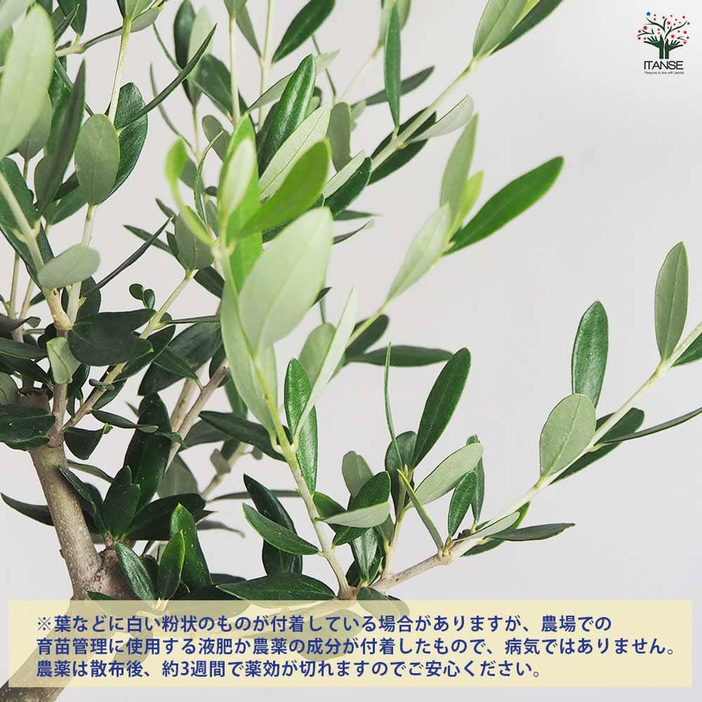 オリーブ コレッジョラ 【果樹の苗木 7号／1個売り】｜ 【植物の