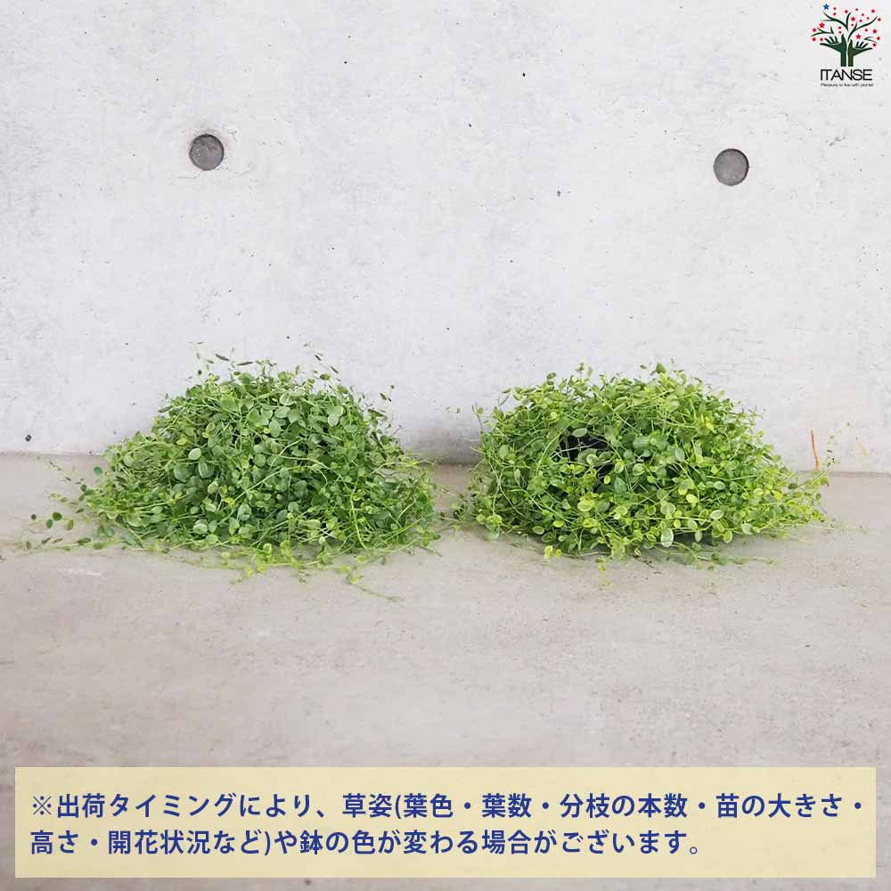 ペペロミア 美依子 【観葉植物 3号ポット】｜ 【植物のITANSE