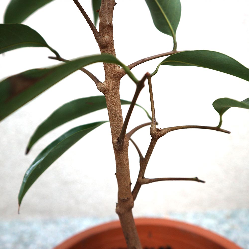 ライチ 玉荷包(ぎょくかほう)とり木大苗 Mサイズ 3～4年生苗 」【6号