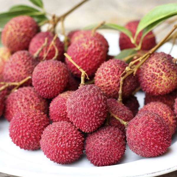 ライチ 玉荷包(ぎょくかほう)とり木大苗 Mサイズ 3～4年生苗 」【6号