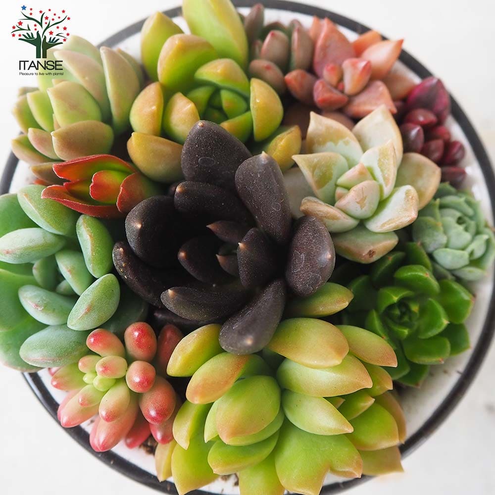 多肉寄植 カップ型陶器鉢【多肉植物 3.5号】｜ 【植物のITANSE