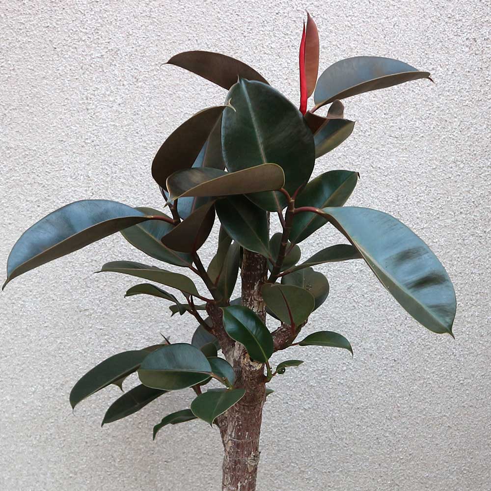 黒ゴムの木(フィカス・バーガンディ) 1本立ち7号プラスチック鉢【大型