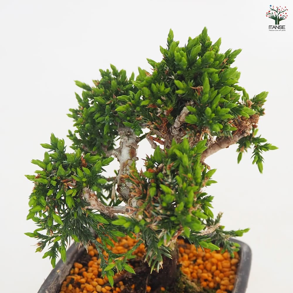 シンパク 【盆栽 3号】｜ 【植物のITANSE】全品送料無料・即出荷!